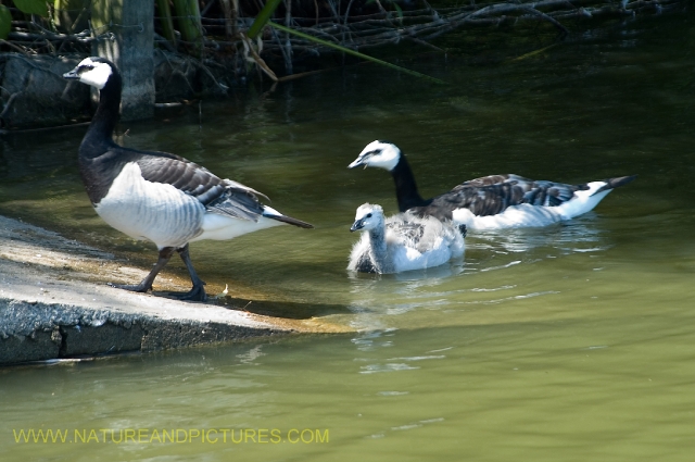 barnacle goose, barnacle geese-2.jpg - BARNACLE GOOSE CHICK - BAFFINS POND - 25.7.06 (COMMON IN SCOTLAND, A RARE BIRD IN THE SOUTH)